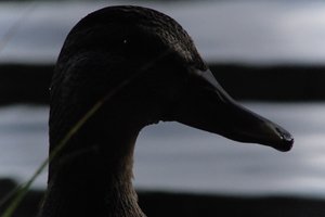 DSCF4880.JPG
