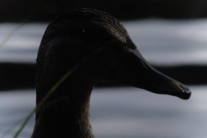 DSCF4882.JPG