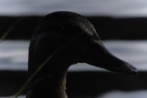 DSCF4885.JPG