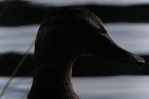 DSCF4886.JPG