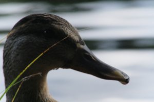 DSCF4896.JPG