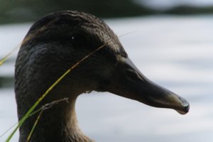 DSCF4899.JPG