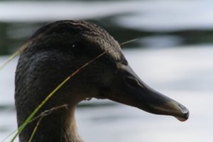 DSCF4900.JPG