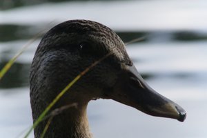 DSCF4901.JPG