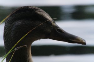 DSCF4904.JPG
