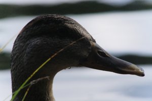 DSCF4905.JPG