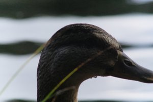 DSCF4906.JPG