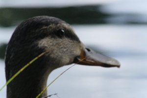 DSCF4907.JPG
