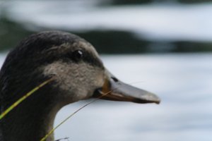DSCF4908.JPG