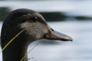 DSCF4909.JPG