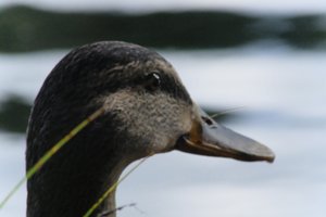 DSCF4910.JPG