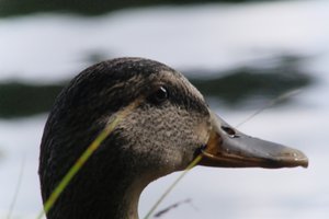 DSCF4913.JPG