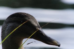 DSCF4915.JPG
