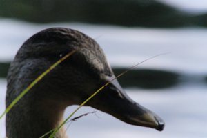 DSCF4916.JPG