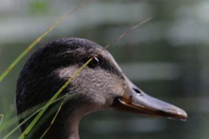 DSCF4917.JPG