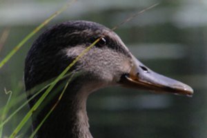 DSCF4918.JPG