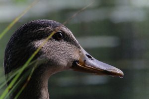DSCF4923.JPG