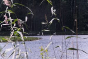 DSCF4950.JPG