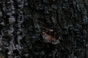 DSCF4981.JPG