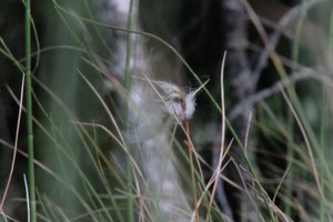 DSCF5040.JPG