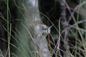 DSCF5042.JPG