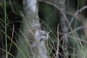 DSCF5046.JPG