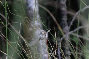 DSCF5052.JPG