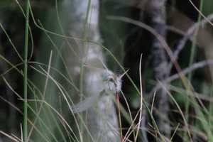 DSCF5056.JPG