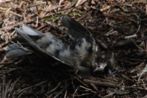 DSCF5059.JPG