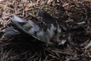 DSCF5060.JPG