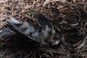 DSCF5061.JPG