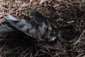 DSCF5062.JPG