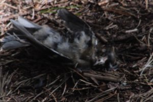 DSCF5064.JPG