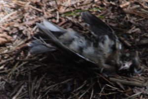 DSCF5066.JPG