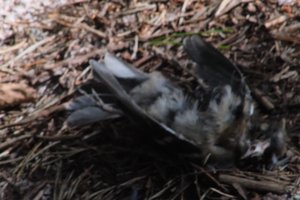 DSCF5067.JPG