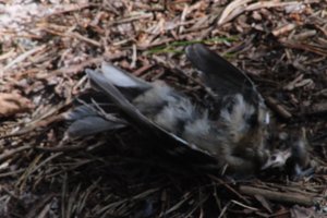 DSCF5068.JPG
