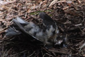 DSCF5070.JPG