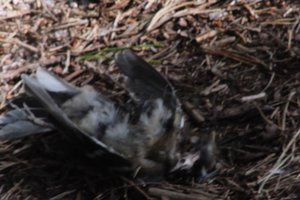 DSCF5071.JPG
