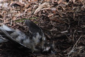 DSCF5073.JPG