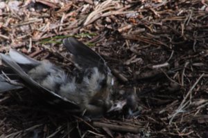 DSCF5074.JPG