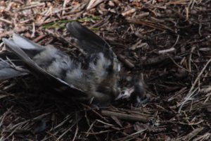 DSCF5075.JPG