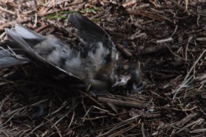 DSCF5076.JPG