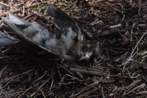 DSCF5077.JPG
