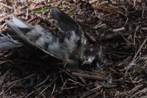 DSCF5078.JPG