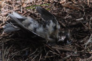DSCF5079.JPG