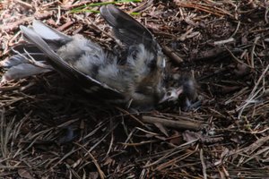 DSCF5083.JPG