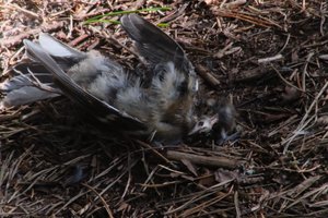 DSCF5084.JPG