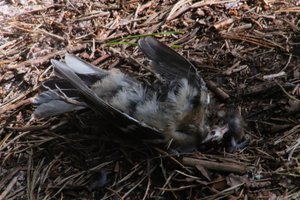 DSCF5085.JPG