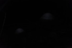 DSCF5108.JPG