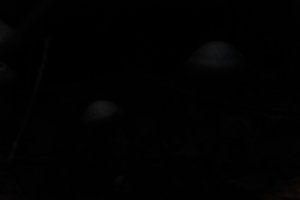 DSCF5110.JPG